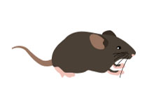 ネズミ