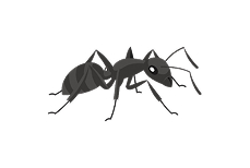 クロアリ
