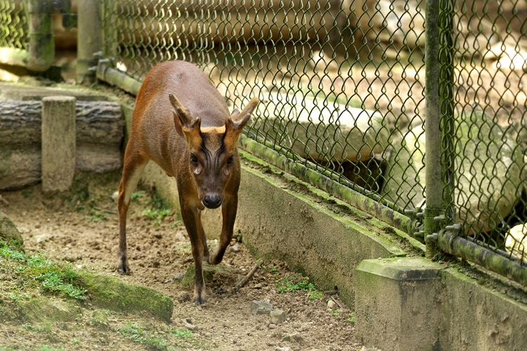 害獣のキョン