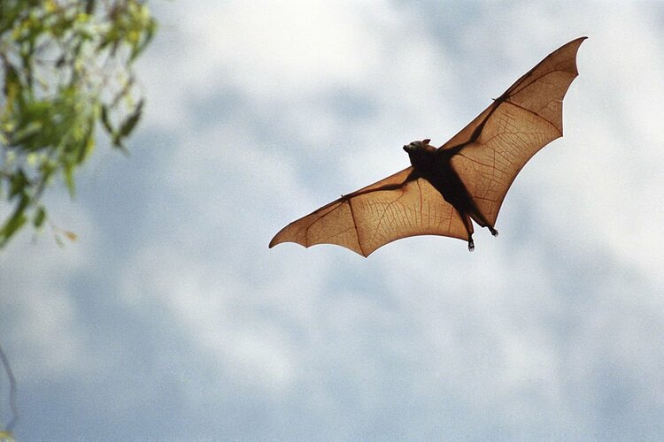 空を飛ぶコウモリ