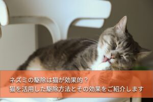 ネズミの駆除をする猫