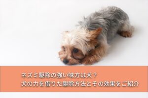 ネズミ駆除をする犬