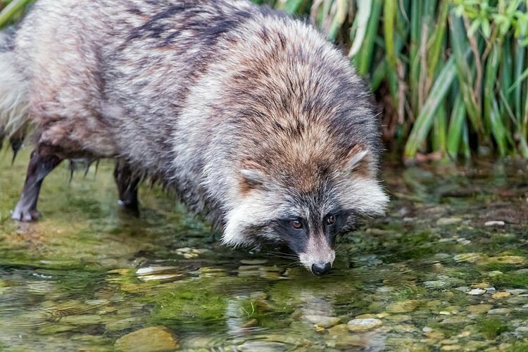 水を飲むタヌキ