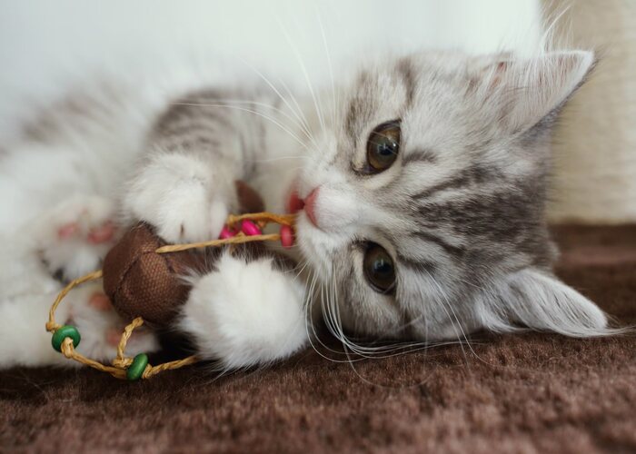 おもちゃのネズミで遊ぶ猫