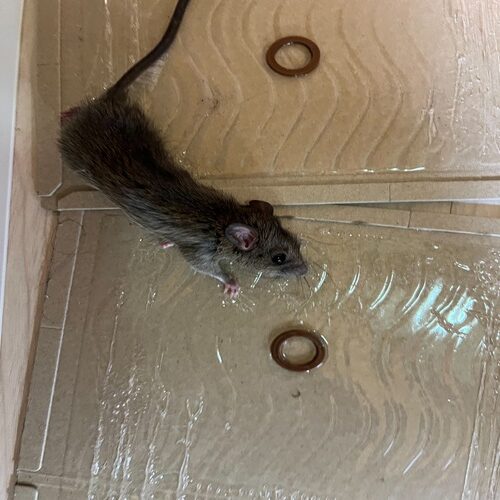 アパートに侵入したネズミ
