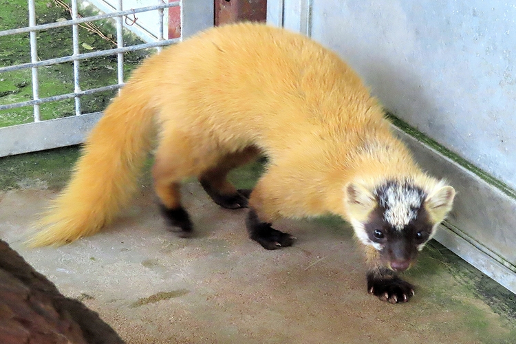 檻に入れられた害獣被害をもたらしたテン