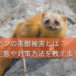 害獣被害をもたらす野生のテン