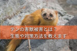 害獣被害をもたらす野生のテン